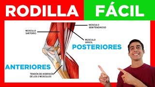 ✅ MÚSCULOS de la RODILLA Fácil Anteriores y Posteriores Anatomia [upl. by Fidelio]