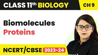 Class 11 Biomolecules Proteins  Proteins Class 11 Biology  Class 11 Biology [upl. by Nelleoj]