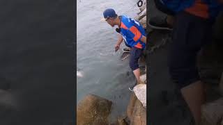 Siakap 20kg Giant Barramundi Ever Caught In Penang barramundi [upl. by Calysta]