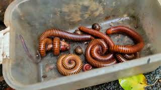 Amazing Mountain Millipedes Hunt There Are A Lot Of Big Gold Millipedes In Forest [upl. by Htennek]