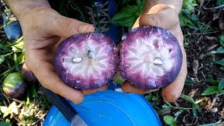 EP21 El caimito morado Chrysophyllum cainito  Cosechando de un árbol gigante junto a David [upl. by Nylehtak]