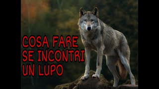 COSA FARE SE INCONTRIAMO UN LUPO [upl. by Eelyek]