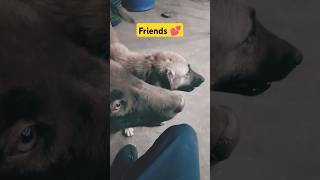 Friends 💕 Dog lovers shorts ytshorts purelove [upl. by Job]