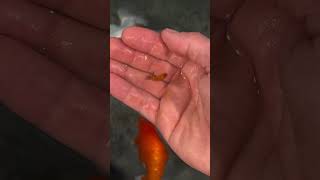 I found a random baby fish in my tank [upl. by Anglim342]