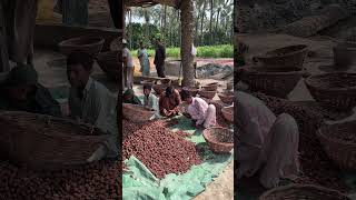 Dry dates Chuara Making Process and Categorization in the Dates Farms [upl. by Aneeb]