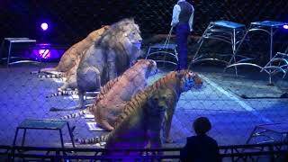 huge lion bigger than all tigers at circus [upl. by Eigger]