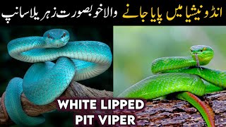 White Lipped Pit Viper Documentary  Trimeresurus albolabris [upl. by Ochs]