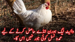 White Leghorn Breed Introduction In urdu [upl. by Aloiv]