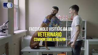 Botti di Capodanno il video decalogo di Oipa per proteggere gli animali [upl. by Sax]