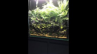 60 Day Aquaterrarium update [upl. by Josie479]