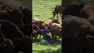 Farmer and COWS watching golf 😂 [upl. by Scever492]