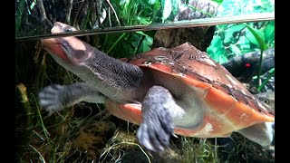 ニシキマゲクビガメ Redbellied shortnecked turtle Emydura subglobosa [upl. by Durtschi]