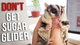 Dont Get a Sugar Glider Until You Watch This  Reasons Not To Get a Sugar Glider [upl. by Saenihp604]