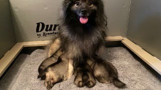 Keeshond 3 Week Old Puppies [upl. by Audra]