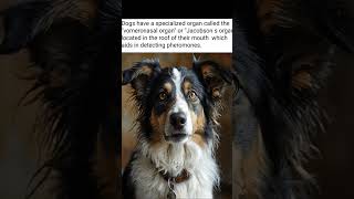 dog fact of the day [upl. by Collar]