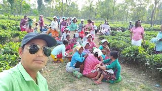 After Duty Waiting For Canter  Adivasi Women Of The Tea Garden Of West Bengal  userdvlogs225 [upl. by Us251]