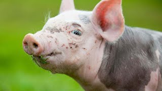 Are Potbellied Pigs Smart Animals  Pet Pigs [upl. by Mei404]