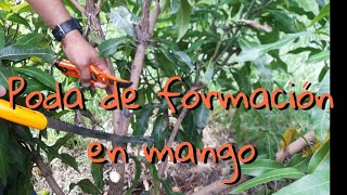 poda de formacion en mango [upl. by Kravits]