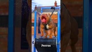 La amante de los perros más grande del mundo shortvideos facts hechos shorts ytshorts [upl. by Hepza]