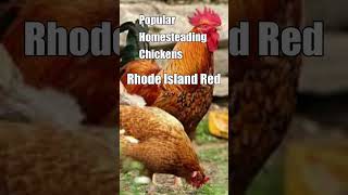 Popular Homestead Chickens  Rhode Island Red [upl. by Hazelton]