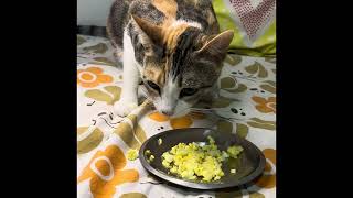 Catdoghomemadefood cateating catcorner catbehaviorcateatfood cateats cateat catlover catlove [upl. by Noimad]