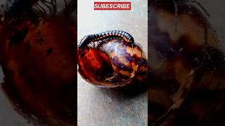 satisfying millipede video shorts viral millipede satisfying dndanimal [upl. by Durrett]