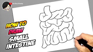 How to draw Small Intestine [upl. by Tymon]