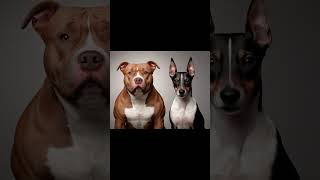 What Happens When You Mix PITBULL and PINSCHER Dogs [upl. by Zedecrem21]