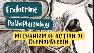 Mechanism of action of desmopressin [upl. by Vedetta]