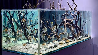 Unbelievable Angelfish Aquarium Beautiful amp Clean Angelfish Aquascape [upl. by Kra]