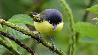 Common Todyflycatcher Todirostrum cinereum [upl. by Willms850]