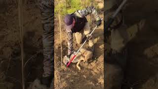 Who’s ready to roll coyote trapping trapper shortsvideo [upl. by Stu]