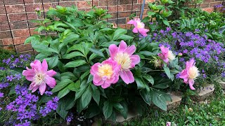 Bowl of Beauty peonyBeautiful peonyHow to grow in North TexasZone 8aSmall garden [upl. by Launce]