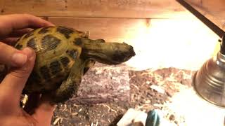 Setting up a Russian Tortoise Enclosure [upl. by Elledoj]