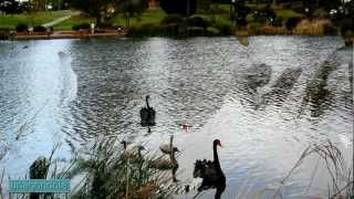 Eydie Gorme amp El Trío Los Panchos quotAMORquot 1964 Melbourne Australian Black Swans [upl. by Maritsa]