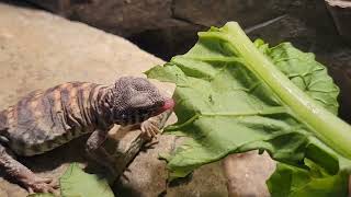 uromastyx cage setup [upl. by Francene686]