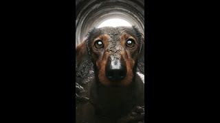 Discover the Hunting Heritage of Dachshunds Dachshunds HuntingDogs [upl. by Faria]