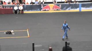 Obedience World Championship 2012  Box [upl. by Eduino701]