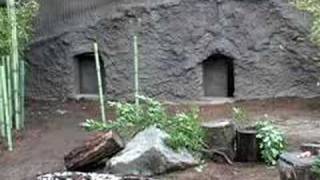 Visayan Warty Pigs Arrive at Oregon Zoo [upl. by Nylicaj]