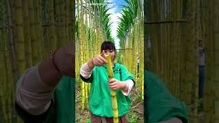 Chinese sugarcane are so soft [upl. by Adnohsel]