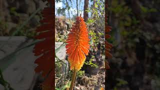 Kniphofia Uvaria [upl. by Annek]