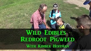 Wild Edibles Red root Pigweed w Kimber Hoffman [upl. by Sharai772]