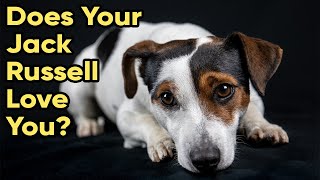 7 Signs Your Jack Russell Loves You [upl. by Jonme]