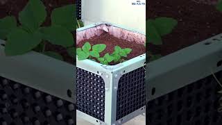 My Balcony Garden Tour 😍👨‍🌾  Mr Makapa shorts [upl. by Kurland214]