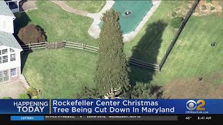 Rockefeller Tree Set To Be Cut Down [upl. by Sailesh]