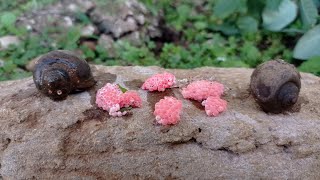 hunting apple snail eggs  invasive apple snail eggs 🐌 [upl. by Modestine]