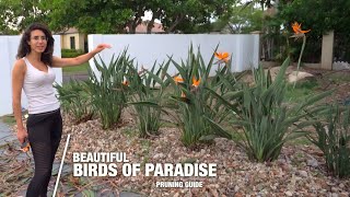 How to Prune Birds of Paradise Plants  Before amp After Garden Renovation w Fiskars [upl. by Laenaj]