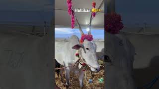 Hallikar 🤍varthursantosh youtubeshorts youtube [upl. by Yonatan]