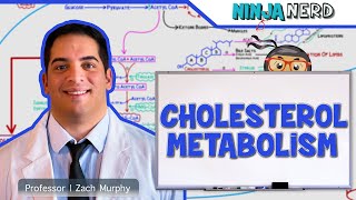 Metabolism  Cholesterol Metabolism [upl. by Annirac]