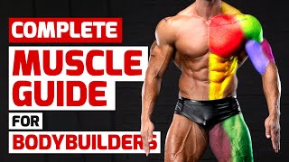 Complete Muscle Guide for Bodybuilders [upl. by Einnim]